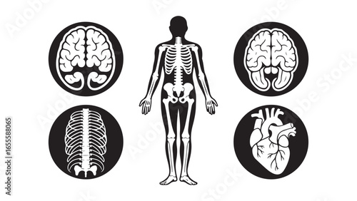 Detailed human anatomy illustration with medical and scientific elements, vector illustration of human body with anatomical theme