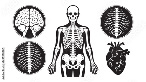 Stylized human body anatomy illustration with medical and scientific elements, vector illustration of human body with anatomical theme