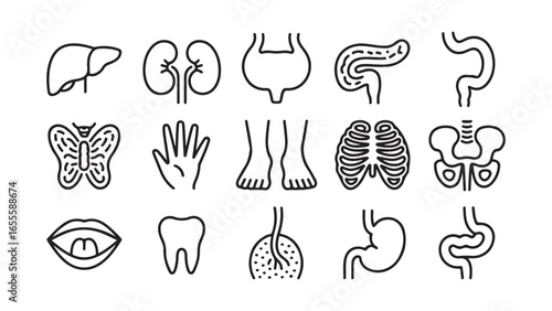 Detailed human anatomy and organ illustrations with medical and biological focus, vector set of human organs