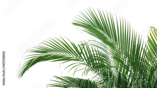 Green palm fronds isolated on transparent background