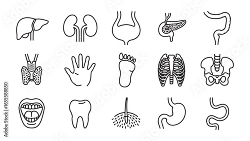 Collection of human organs and body parts for medical and educational use, vector set of human organs