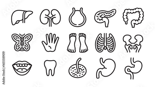 Detailed human anatomy and organ illustrations for medical and educational use, vector set of human organs