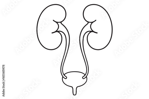 Kidney and urinary system icon in black outline style  