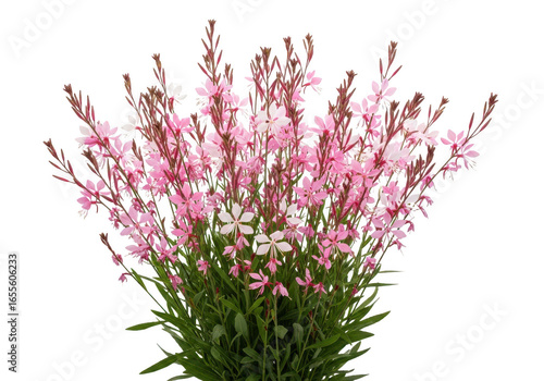 Delicate pink gaura flowers isolated on transparent background