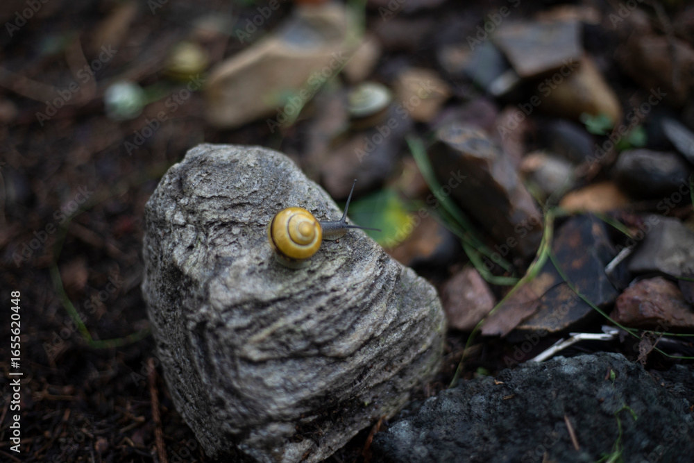 Obraz premium Rocks and snails. Natural colors. The stones are lying on the ground.