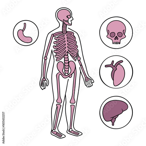 Human Skeleton And Organs In Pink And Purple Colors With Line Art Outline anatomy human body