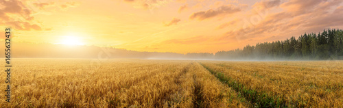 A golden wheat field at sunrise with a path leading into the distance. Agricultural landscape and nature concept. Panorama.