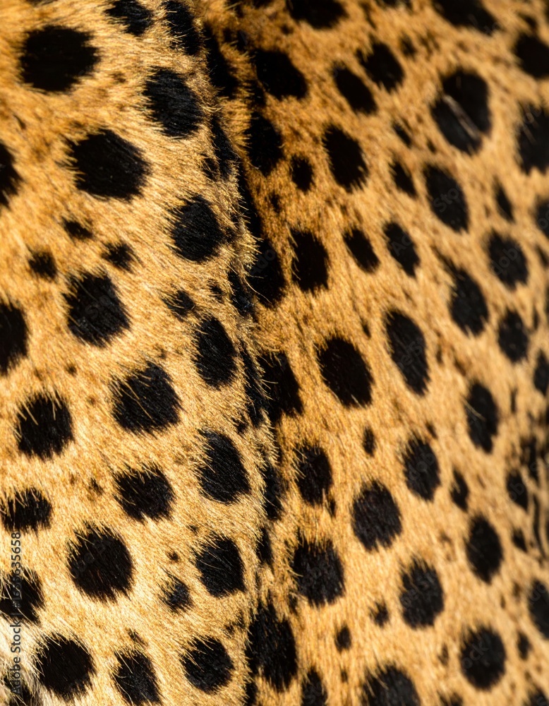 Naklejka premium Detailed Leopard Fur Texture with Black Spots on Golden Brown Background