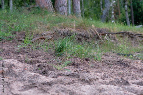 Wallpaper Mural New grass sprouting in a sandy area near the forest during late summer Torontodigital.ca