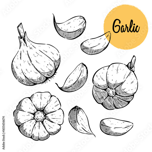 set of hand drawn garlic vector illustration. herb sketch for seasoning