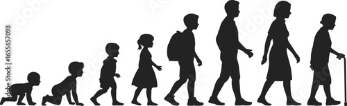 Human life stages silhouette, infancy to old age, growth and development, aging process, educational timeline, vector illustration, biology concept.