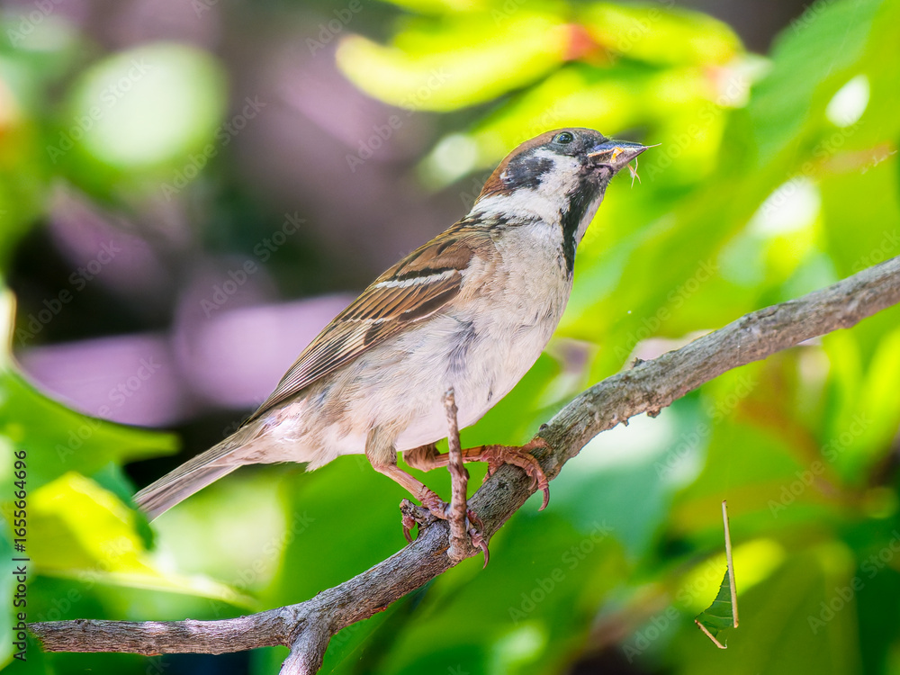 Fototapeta premium 枝にとまるスズメ