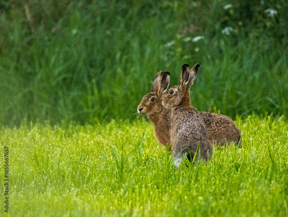 Fototapeta premium couple de lièvre