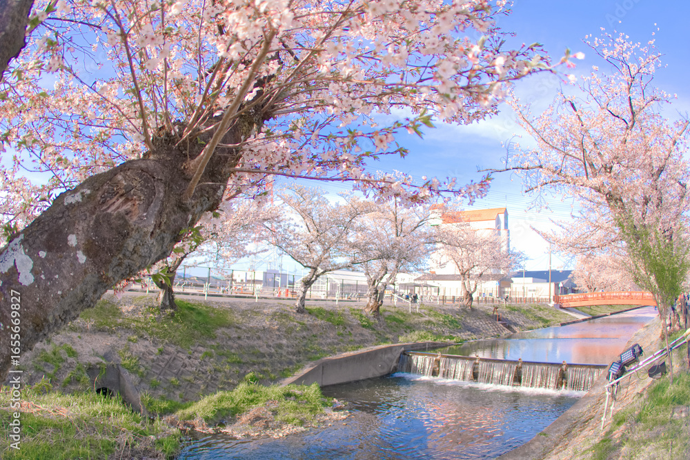 Obraz premium [愛知県]丹羽郡大口町の五条川の桜並木