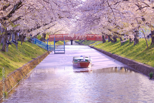 [愛知県]丹羽郡大口町の五条川の桜並木