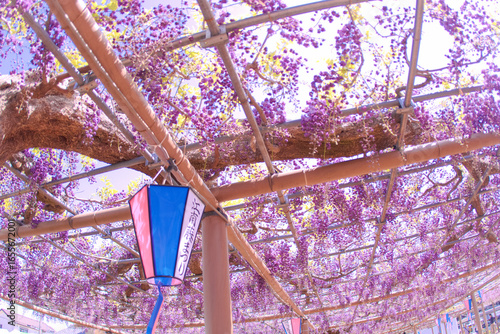 [愛知県]江南市曼陀羅寺公園の藤棚