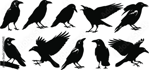 Black crow silhouette vector set for design and halloween theme