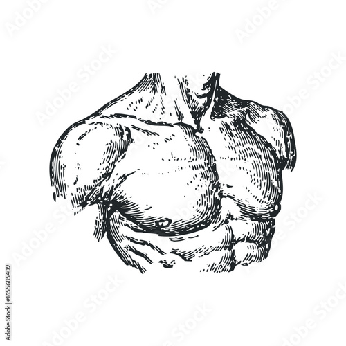 Vintage Engraving of Muscular Male Torso with Detailed Chest and Abdominal Muscles