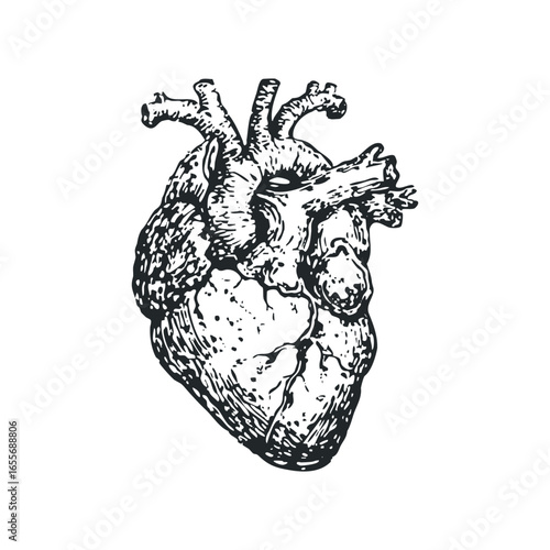 Black ink anatomical human heart drawing isolated on white background