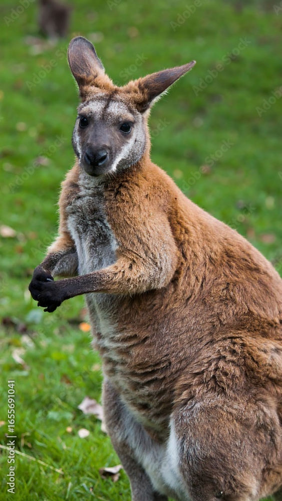 Fototapeta premium Red kangaroo standing in a grassy field