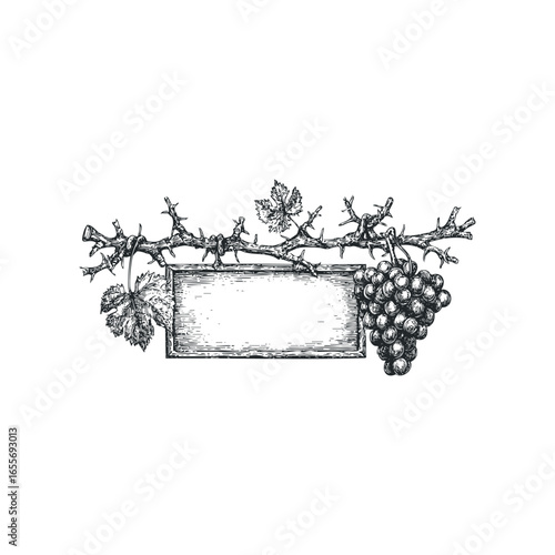Vine Branch with Grapes and Blank Label in Sketch Style