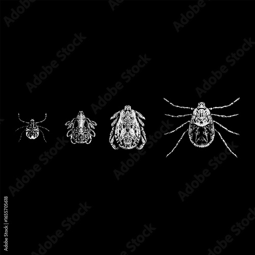 Detailed black and white vintage illustration of a Pacific Coast Tick in different growth stages, showing its anatomical features and life cycle progression on black background