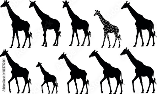 A striking silhouette collection showcasing a herd of giraffes in various poses and sizes