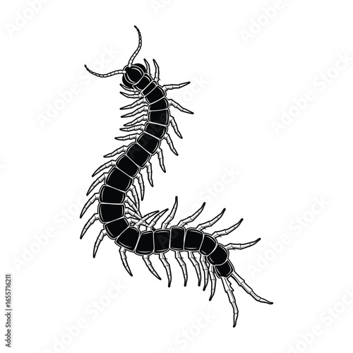 worm on white background