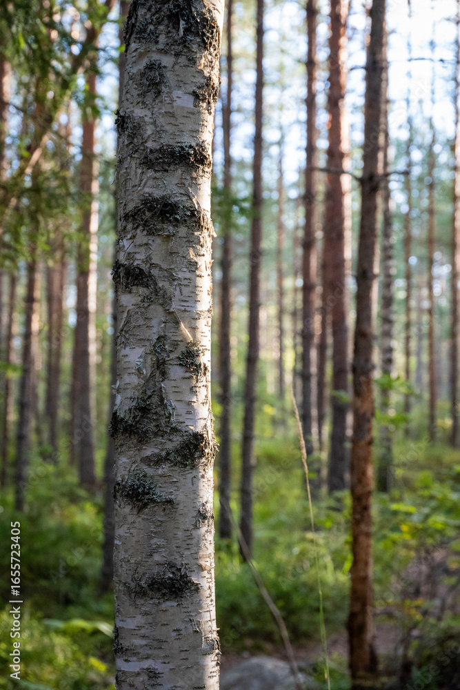 Obraz premium Birch Tree Bark Texture in a Sunlit Forest