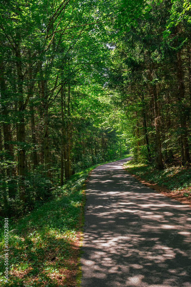 Fototapeta premium Route forestière du Jura vaudois en montagne