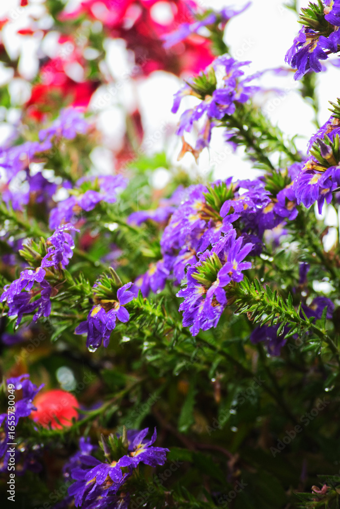 Fototapeta premium Purple aster