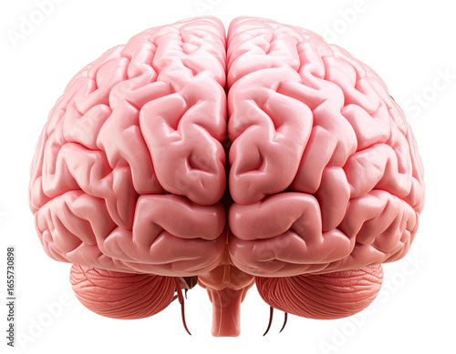 Realistic Human Brain Anatomical Model Front View, Isolated on Transparent Background