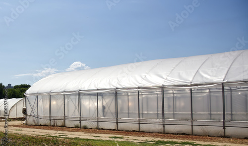 A series of large plastic greenhouses stand under a clear blue sky on a sunny day, showcasing modern agricultural facilities.