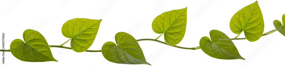 Fototapeta premium Green heart shaped leaves with veins on a thin vine isolate nature plant foliage fresh growth botanical