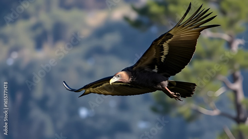 Wild condor flying