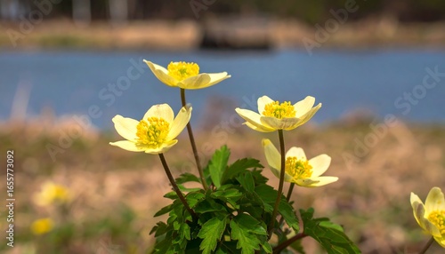 Close-up of delicate yellow flowers by a body of water.