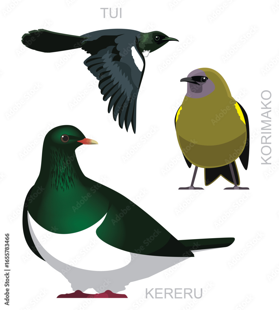Obraz premium New Zealand Endemic Birds Kereru Korimako Tui Set Cartoon Vector