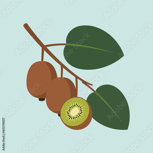 Ripe kiwifruit on a branch with green leaves against a light blue background.