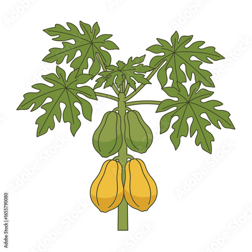 Papaya tree with green leaves and ripening fruit on white background.