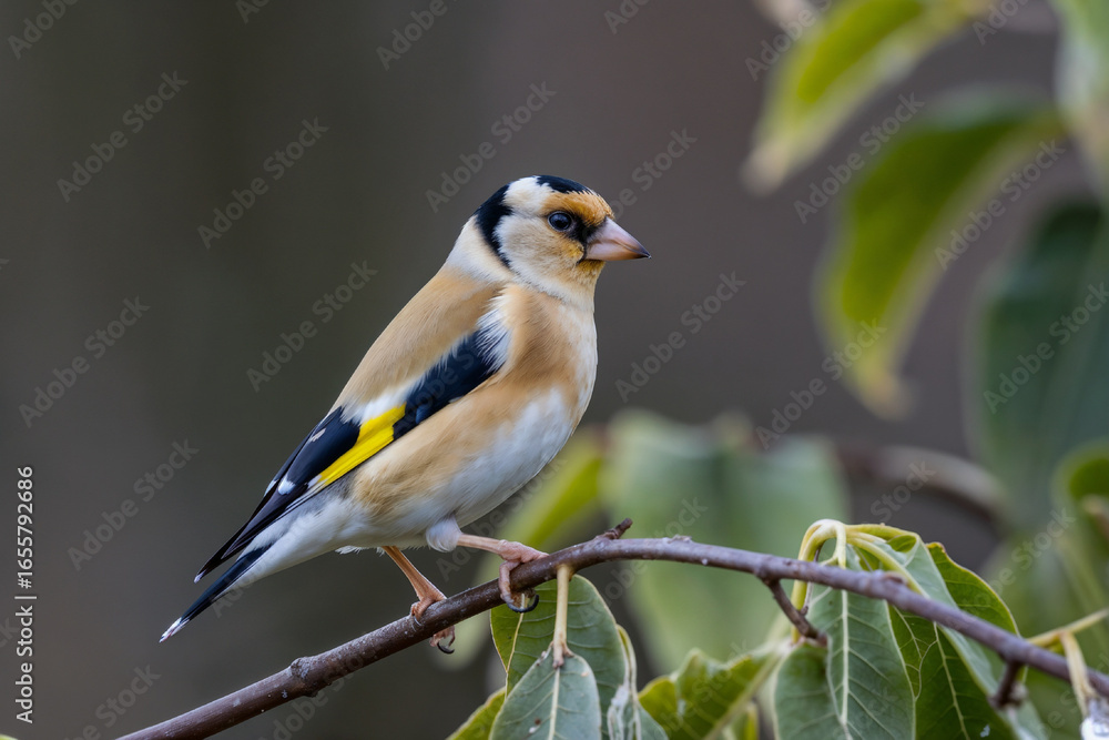 Fototapeta premium Goldfinch Bird: Stunning Close-Up of a European Goldfinch in its Natural Habitat