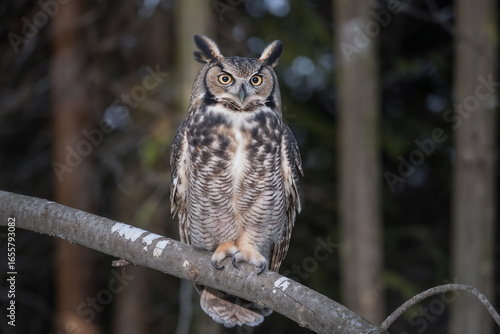 Majestic Great Horned Owl Perched on Branch