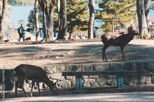 Deer in Nara Park, Nara, Japan
