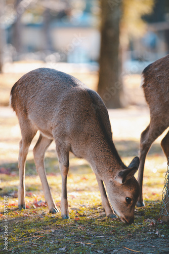 Deer in Nara Park, Nara, Japan