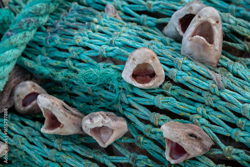 Sharks caught in Net as bycatch - Destruction of fishing industry and trolling boats - Small-spotted Catshark - Scyliorhinus Canicula