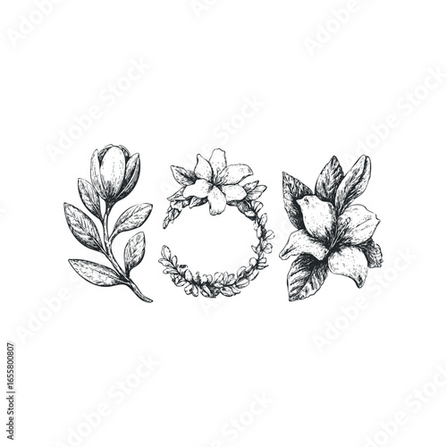 Pen and ink botanical drawing of three floral compositions with leaves and stems