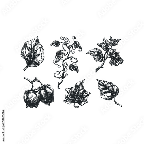 Botanical elements with vines and seed pods rendered in a sketchy style