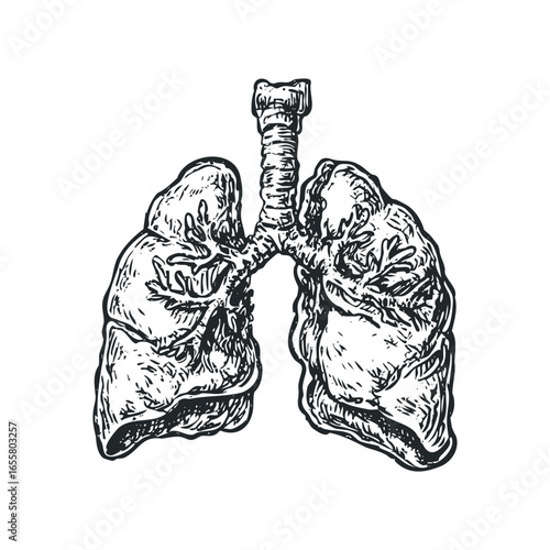 Detailed Ink Sketch of Human Lungs and Trachea