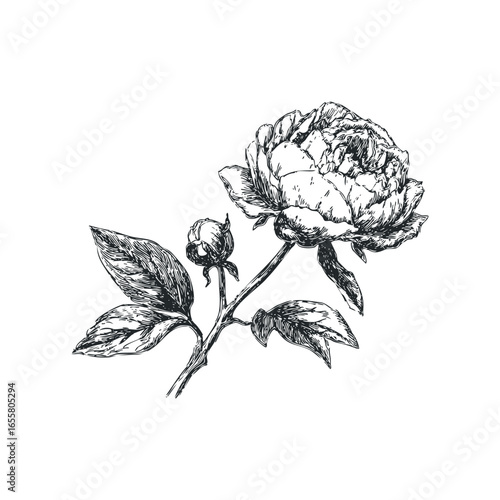 Detailed sketch of a blooming peony flower and unopened bud on a stem