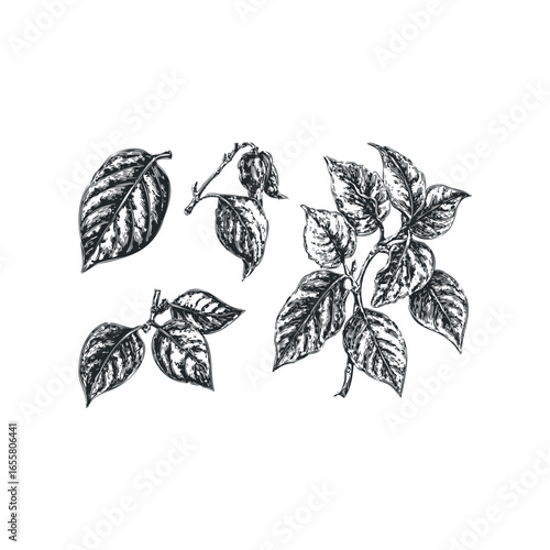 Hand Drawn Botanical Sketch of Plant Leaves on White Background