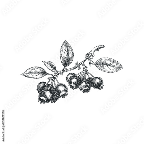 Detailed Line Drawing of a Blueberry Branch with Leaves and Berries